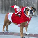 Roupinha de Natal Para Pet - Engraçada e Elegante