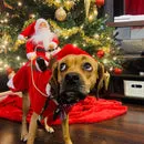 Roupinha de Natal Para Pet - Engraçada e Elegante